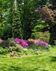 The group saw my long tree peony border planted in a semi-shade of giant maples near my Summer House. Many of the specimens were transplanted from my Turkey Hill garden in Westport, Connecticut and continue to thrive here at my Bedford, New York farm.