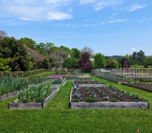 Some of the beds are already planted with brassicas, herbs, artichokes, garlic, and more. The tulips will all be pulled out after they bloom and the beds will be replanted with other delicious vegetables.