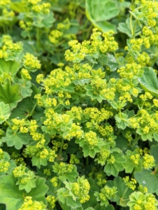 This is blooming lady’s mantle, Alchemilla mollis. It’s a clumping perennial which typically forms a mound of scallop-edged, toothed, light green leaves. In late spring and early summer, the plant produces chartreuse blooms.