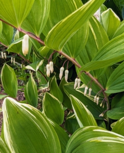 And this is Solomon’s Seal – a hardy perennial native to the eastern United States and southern Canada. These plants produce dangling white flowers, which turn to dark-blue berries later in the summer.