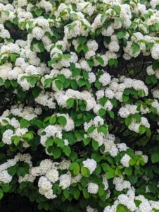 The shrub is full of these beautiful white snowballs. Chinese snowballs grow up to 12 to 20 feet tall with a dense, rounded form.