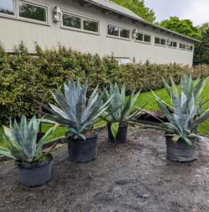 Agaves have rosettes of succulent or leathery leaves that range in size from a few inches to more than eight feet in length depending on the species.