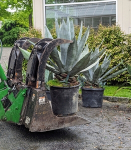 Heavier plants such as these agaves are pulled out by tractor.