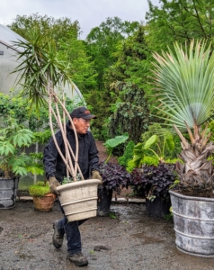 Moving these tropical specimens is a tedious task, but by the afternoon, most of the potted specimens are outdoors.