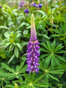 And here is one of many, many lupines that I grow. Lupinus, commonly known as lupin or lupine, is a genus of flowering plants in the legume family, Fabaceae. The genus includes more than 200 species. It’s always great to see the tall spikes of lupines blooming. Lupines come in lovely shades of purple, pink, white, yellow, and even red. All my gardens are bursting with color and verve. They all look so great this year.