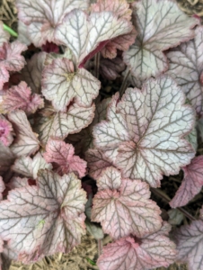 Near my Basket House, I decided to plant heuchera. Heuchera is a genus of evergreen perennial plants in the family Saxifragaceae, all native to North America. Common names include alumroot and coral bells. This is a ‘Northern Exposure Silver’ Heuchera. The burgundy foliage becomes heavily frosted with silver, forming a dense mound.