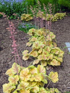 This is ‘Northern Exposure™ Sienna.’ It is long lived, hardy, and rust resistant and adds a pop of bright color to the shade garden. New leaves emerge green, then transform in summer to burnt-orange with yellow edges. And see the bright pink flowers and stems above the compact foliage.