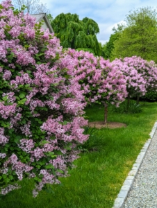 Behind my long carport not far from my Winter House are the blooming “Miss Kim” Korean lilac standards. The upright, compact lilac blooms later than others extending the season with pink and lavender flower clusters.