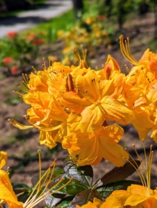 Some azaleas, including native types, can reach towering heights of 20 feet or more. Dwarf azaleas grow two to three feet tall, and many garden azaleas stay four to six feet in height with as wide a spread.