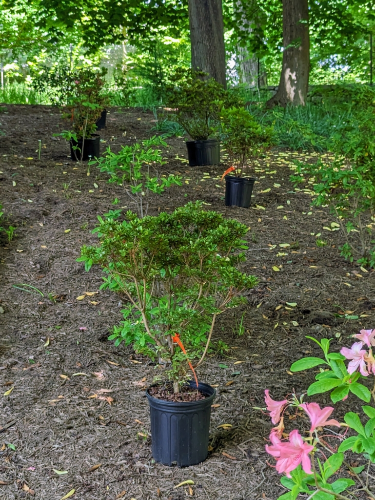 Planting More Than 100 Azaleas - The Martha Stewart Blog