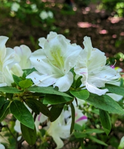 Azaleas are generally healthy, easy to grow plants. Some azaleas bloom as early as March, but most bloom in April and May with blossoms lasting several weeks. The garden is full of color right now!