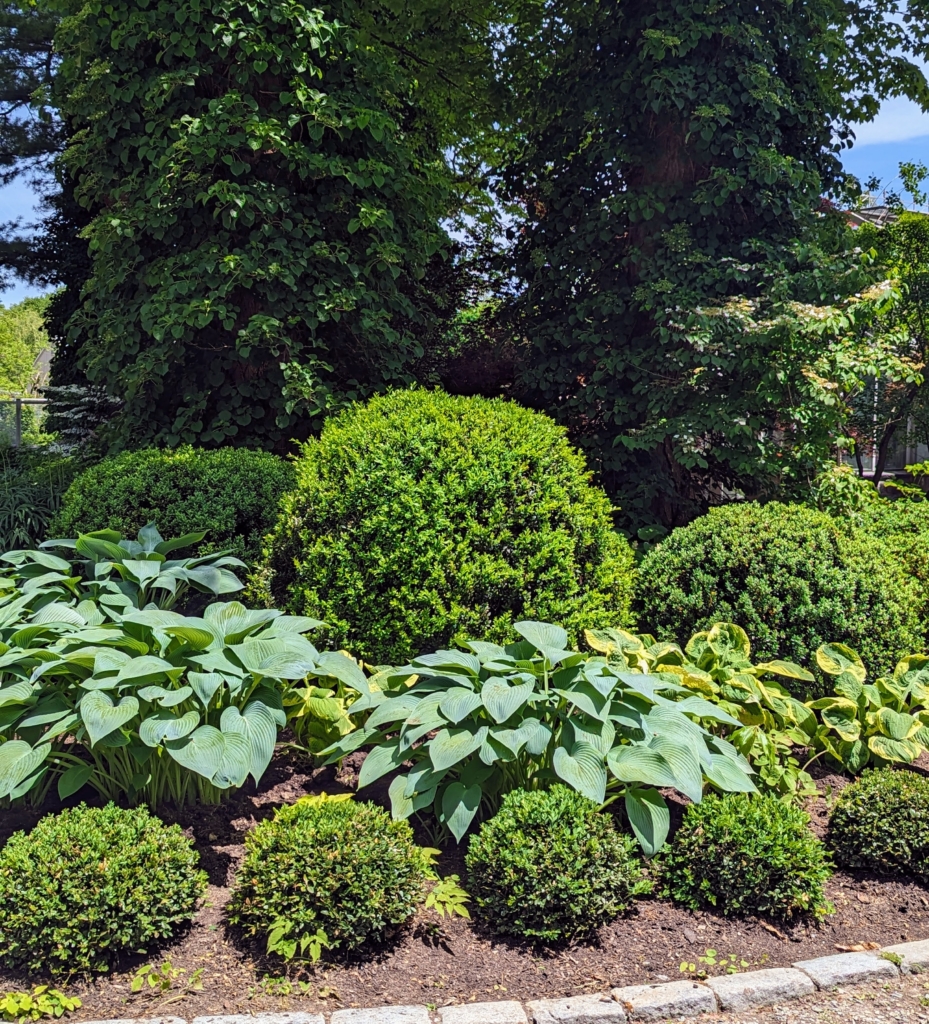 Planting Boxwood Shrubs - The Martha Stewart Blog