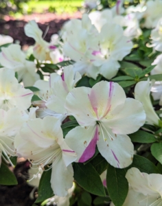 These are white azaleas with dark pink striping.