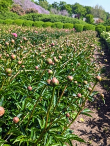 Not long after, one can see all the buds atop the stems. When I first planted my peony garden, I focused on pink varieties, and planted 11-double rows of 22-peony types. I chose the varieties for their colors, their forms and their long blooming periods.