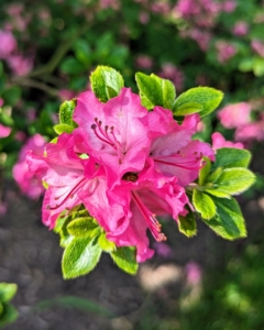 I am so proud of this developing azalea garden – I can’t wait until next spring when there are even more blooms to enjoy.