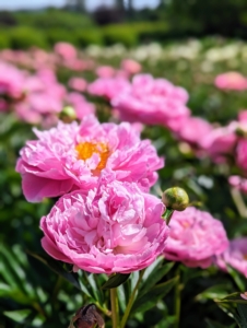 The peony’s fragrance can vary, but most have sweet, clean scents. And, do you know… pink peonies tend to have stronger fragrances than red peonies? Double form white peonies are also very aromatic.