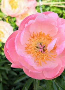 Herbaceous peonies grow two to four feet tall with sturdy stems and blooms that can reach up to 10-inches wide. We spaced the plants about three to four feet apart to avoid any competing roots.
