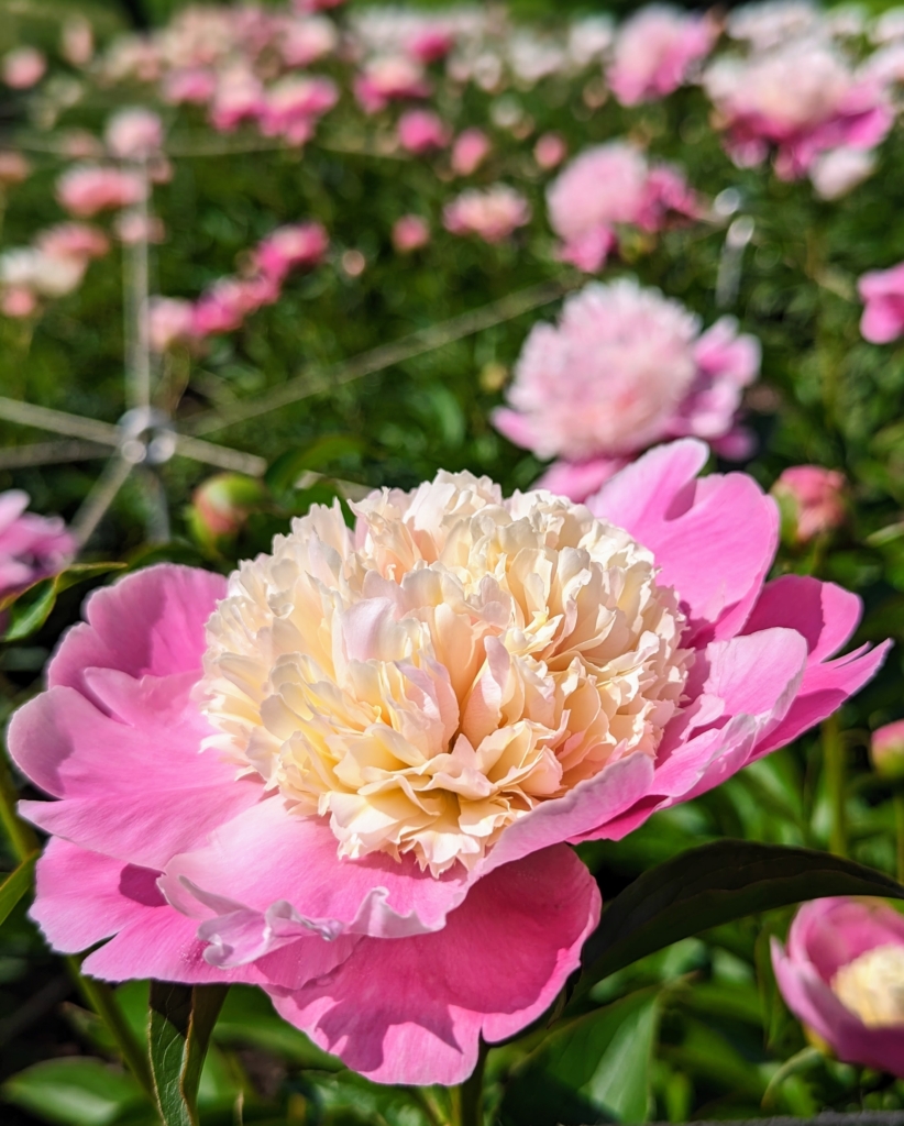 Blooming Herbaceous Peonies - The Martha Stewart Blog