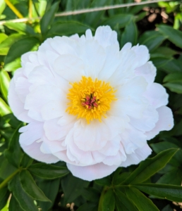 The peony is any plant in the genus Paeonia, the only genus in the family Paeoniaceae. They are native to Asia, Europe, and Western North America.