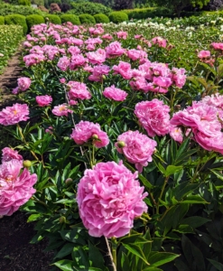 The majority of peonies are hybrids and classified as herbaceous, or as deciduous tree peonies. The peony is showy, frilly with tuberous root systems.