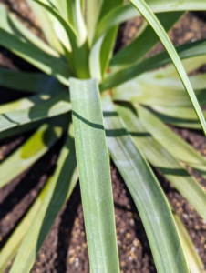 Agave leaves are filled with gel allowing the plant to survive in extreme dry conditions for a period of time.