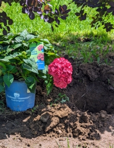 Many of the potted hydrangeas are blooming right now. When mature, these hydrangeas will reach 36-inches tall with a spread that's 18 to 36-inches wide.