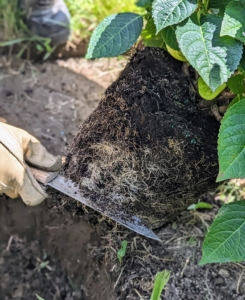 As with any plant, the root ball is teased to stimulate growth. This root ball is not root bound, so the soil is soft and easy to scarify with the Hori-Hori.