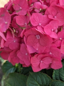 The blooms on this compact Summer Crush® hydrangea are intense, deep raspberry pink.