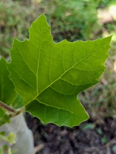 The London plane tree, Platanus × acerifolia, is a deciduous tree. It is a cross between two sycamore species: Platanus occidentalis, the American sycamore, and Platanus orientalis, the Oriental plane. This very large tree with maple-like leaves grows to roughly 75 to 100 feet with a spread of 60 to 75 feet. London planes grow in almost any soil – acidic or alkaline, loamy, sandy or clay. They accept wet or dry soil and grow best in full sun, but they also thrive in partial shade.