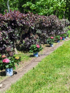 The hydrangeas were lined up perfectly and evenly spaced in front of the smoke bushes on both sides.