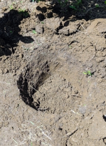 Holes are dug for each plant - as always, at least twice the size of the plant’s root ball.