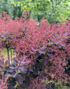 These smoke bushes have stunning dark red-purple foliage that turns scarlet in autumn and has plume-like seed clusters, which appear after the flowers and give a long-lasting, smoky haze to the branch tips.
