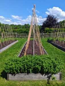Last month, my crew prepared the tomato beds for planting. They raked and mulched the beds and made sure all the bamboo stakes were in good condition.