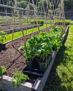 The plants are all divided among our tomato beds. I always grow an abundance of tomatoes – I love to share them with family and friends and use them to make all the delicious tomato sauce we enjoy through the year.