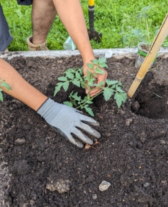 Keep in mind, the stronger root system also helps the plant better survive the hot weather. This applies to tomatoes planted in the ground, in a raised bed, or in a container.