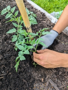 Transplanted tomatoes that are kept free of weeds for the first four to eight weeks can usually outcompete emerging weeds later. Most tomato plant varieties need about 100-days to mature, but there are some that only need 50-60 days. One can also stagger plantings for early, mid, and late season tomato harvests.