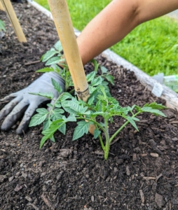 Planting deeply helps the plant to develop more roots, and more roots mean more ability to take up water and nutrients.