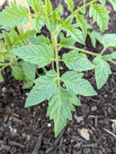 Tomato leaves have serrated, or wavy and pointed, edging along the entire perimeter. Tomato leaves are compound with multiple leaflets growing along a common stem, called a rachis. These leaves are also slightly fuzzy to the touch, which is caused by the trichomes, or multi-cellular hairs, on the plant. Never use chemically treated wood or other material for staking climbers, as the chemicals would likely run off and go into the soil.