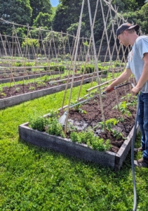 Once the tomatoes are all planted, Josh gives them all a deep drink.