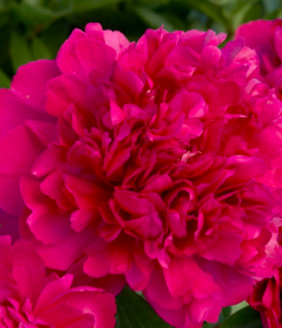 And 'Paul M. Wild' is a herbaceous peony with velvety, ruby-red, fully double blooms. (Photo by Doreen Wynja for Monrovia)