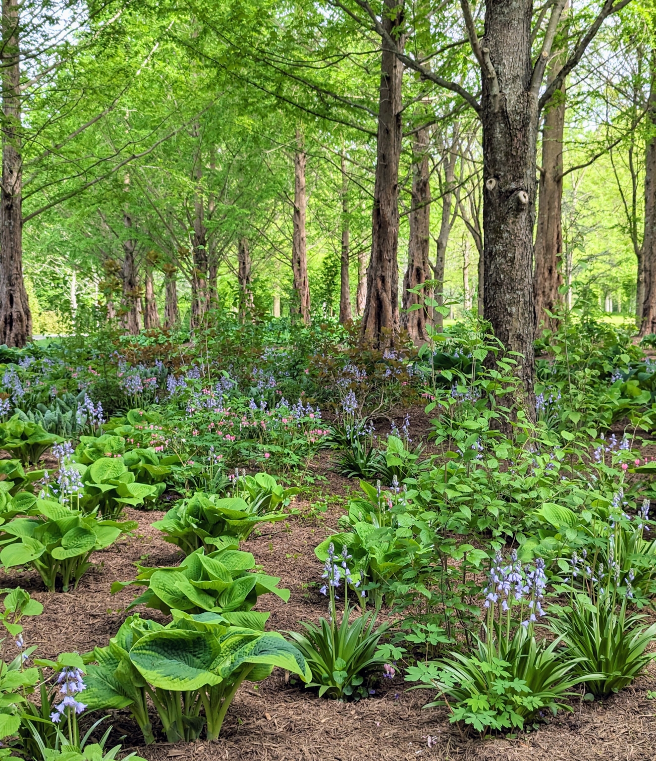 My Garden of Hostas - The Martha Stewart Blog