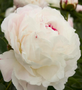 Some of the varieties planted in this garden include this herbaceous 'Shirley Temple' double peony with white blooms and a hint of rose surrounded by lush glossy green foliage. (Photo by Doreen Wynja for Monrovia)