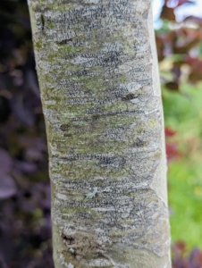 The bark is unique, gray-brown. When mature, flaky scales shed to expose mottled peeling patches of white, gray, and green.