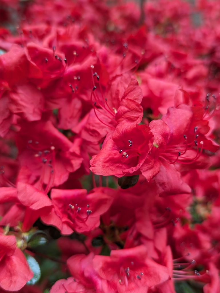 Blooming Azaleas - The Martha Stewart Blog