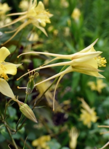 The columbine plant, Aquilegia, is an easy-to-grow perennial that blooms in a variety of colors and forms during spring and early summer. The most striking feature of columbine flowers is the collection of five backwards-projecting spurs. Each spur is a petal that has developed into what appears to be a tall, slender, hollow hat. At the very top of each spur, inside, is a gland producing sweet nectar.