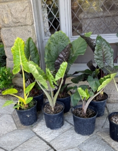 I decide where each plant will go before they are moved – staying organized saves lots of time and energy. This year, we brought alocasias, agaves, palms, and so many more.