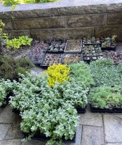 We also had trays of smaller plants and ground covers to use as under plantings. Many of the succulent plants were grown in my greenhouse here in Maine. Propagating this way saves a lot of cost.