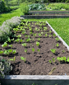 This bed was recently planted with beans. My head gardener, Ryan McCallister, always keeps track of when to plant our crops and we always plant in succession, meaning we plant seeds every few weeks, so there is always something ready to harvest.