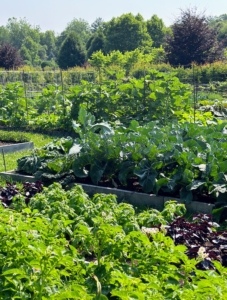 This garden is looking so beautiful. And I planned this new garden close to my Winter House, so I can get to it quickly, see what is growing, and pick what is ready.