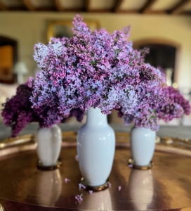 Here's another trio of lilac arrangements in crisp white vases. The lilac, Syringa vulgaris, is a species of flowering plant in the olive family Oleaceae. Syringa is a genus of up to 30-cultivated species with more than one-thousand varieties.